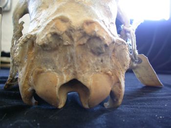 Media type: image;   Mammalogy 25355